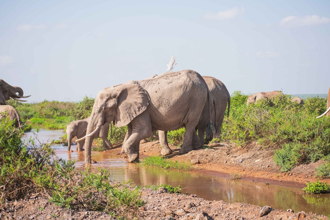 Photo elephant tusks